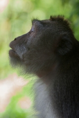 macaque monkey bokeh